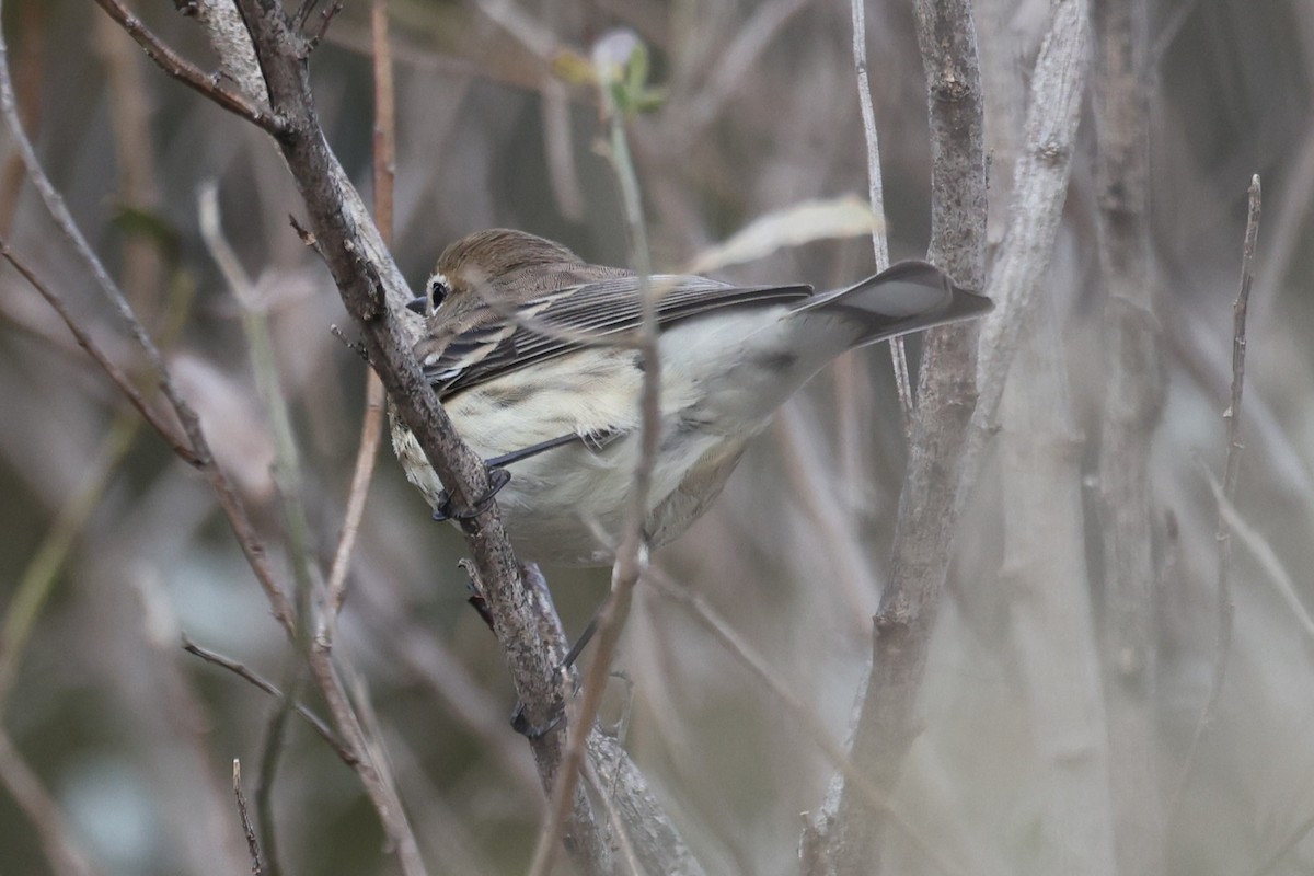 Yellow-rumped Warbler - ML647708464