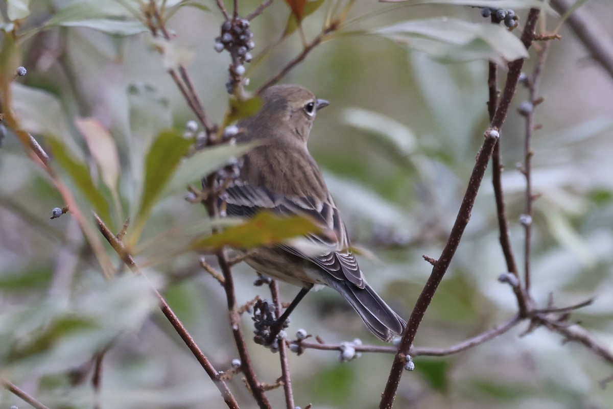 Yellow-rumped Warbler - ML647708465