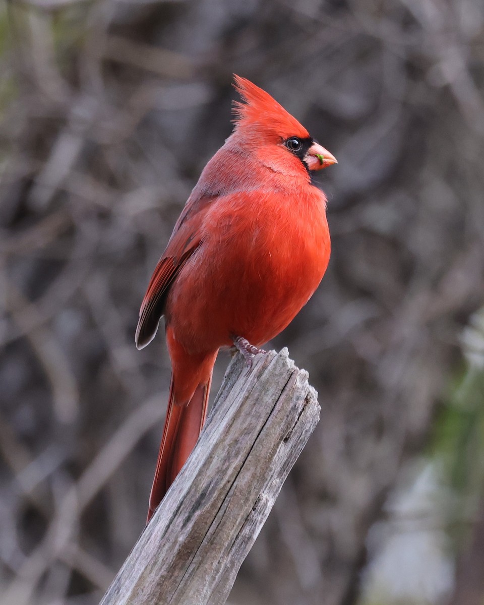 Northern Cardinal - ML647708473