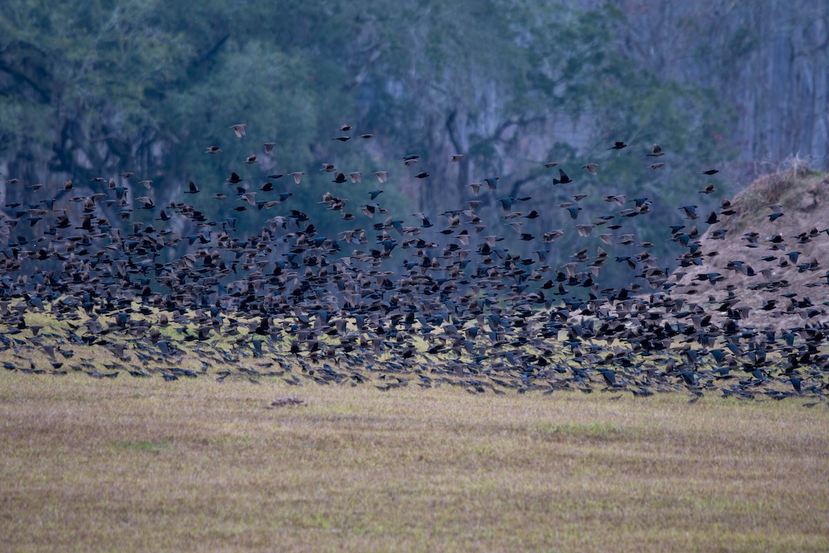 Brown-headed Cowbird - ML647708480