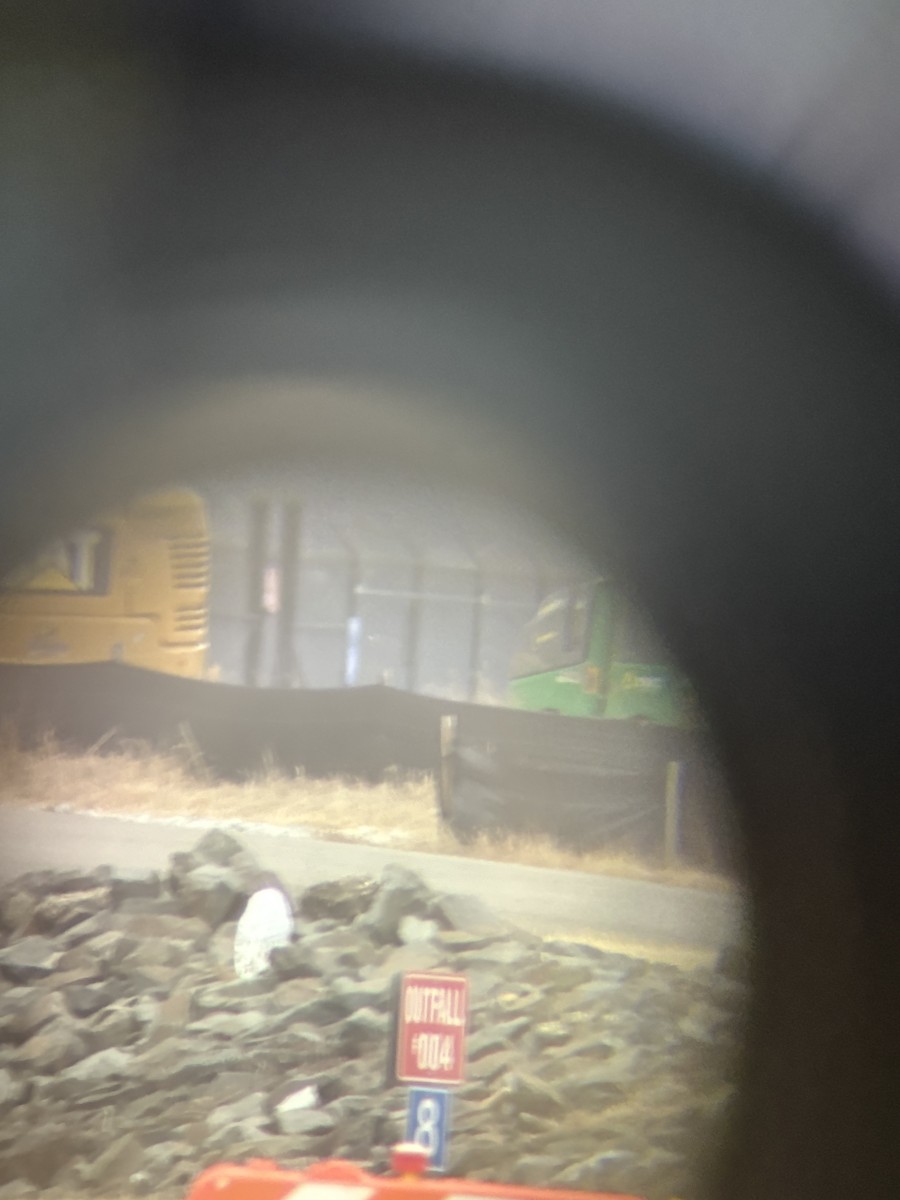 Snowy Owl - ML647708482