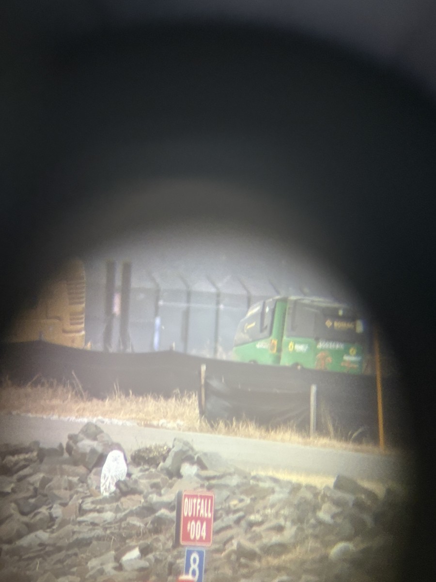 Snowy Owl - ML647708484