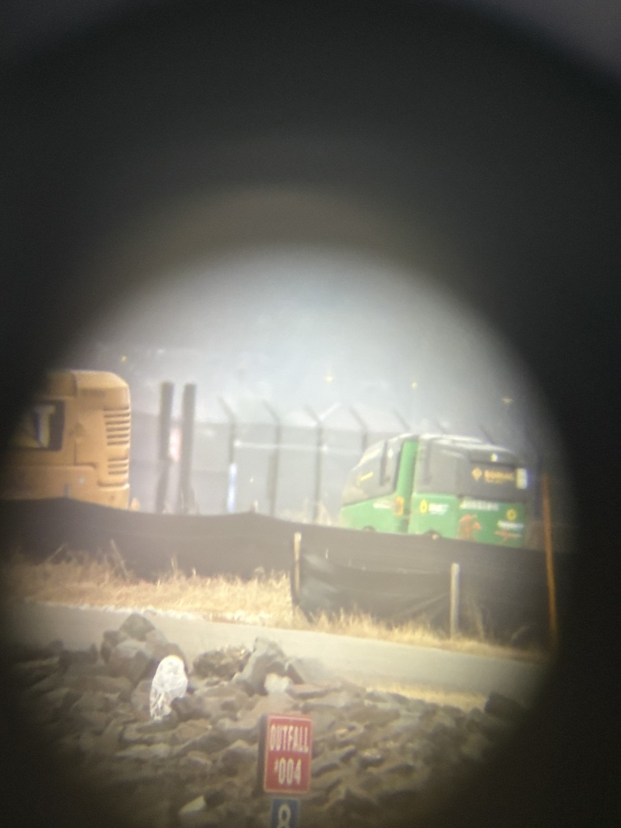 Snowy Owl - ML647708485