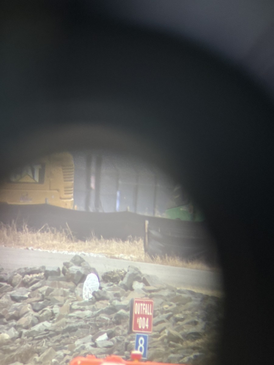 Snowy Owl - ML647708486