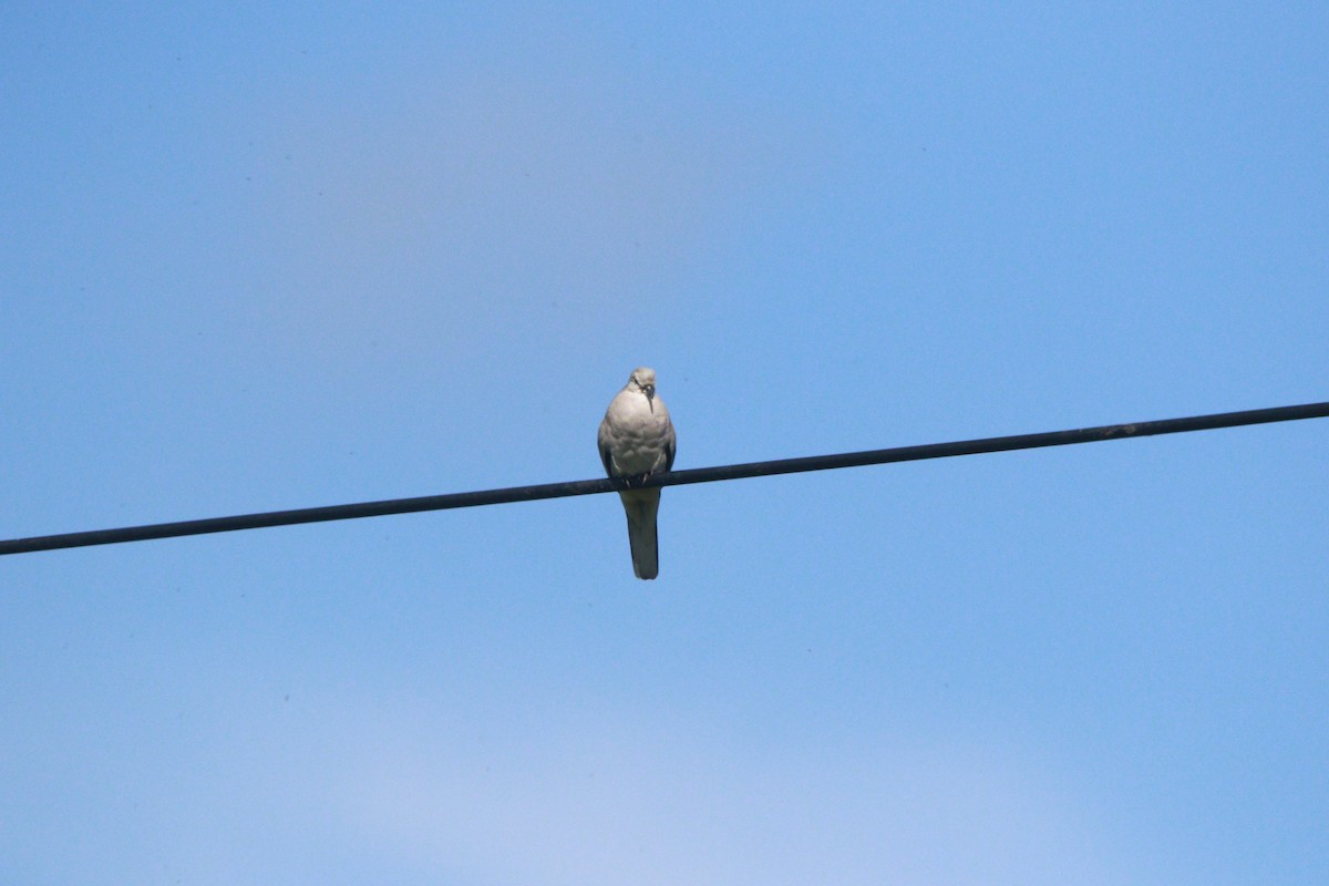Picui Ground Dove - ML647708521