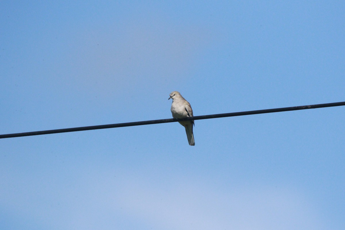 Picui Ground Dove - ML647708522