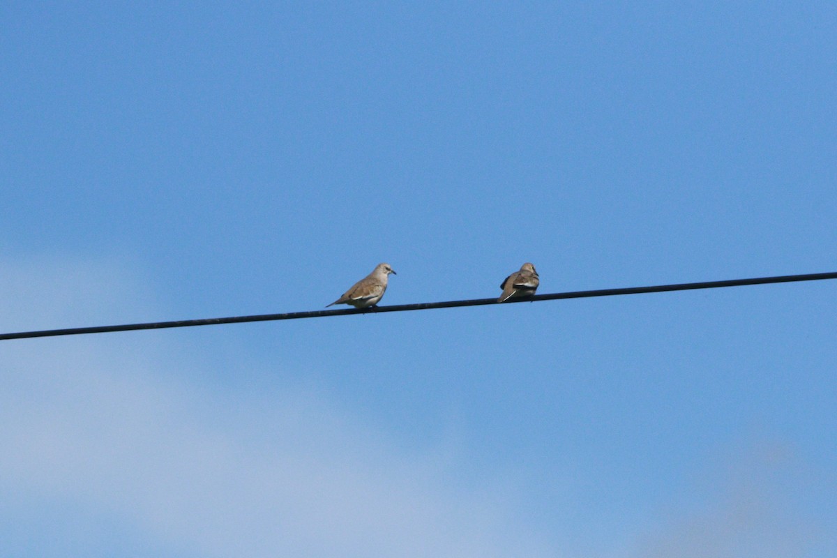 Picui Ground Dove - ML647708523