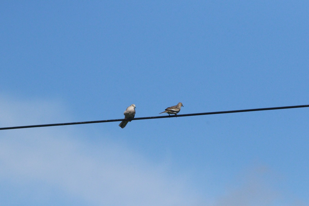 Picui Ground Dove - ML647708524
