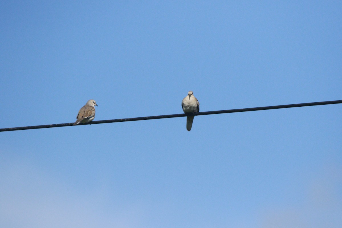 Picui Ground Dove - ML647708525