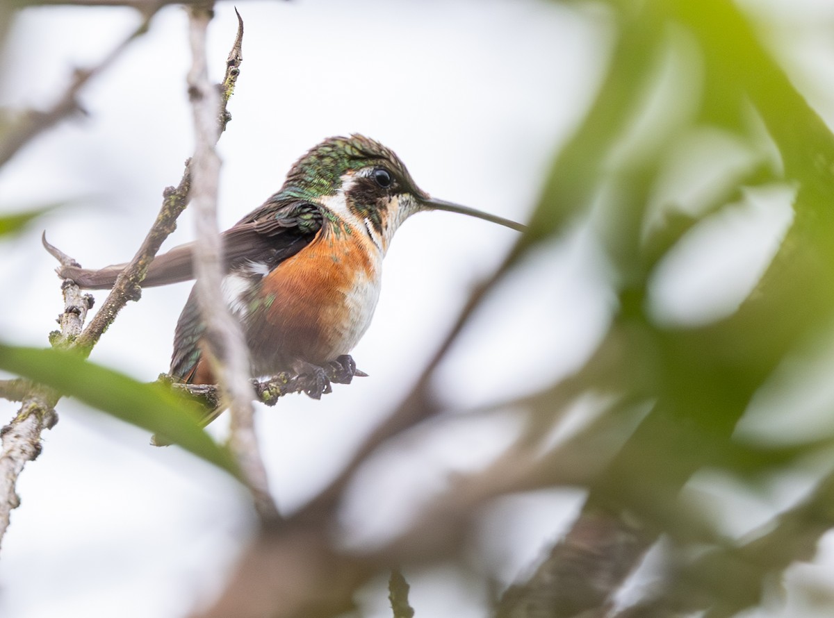 Ak Göbekli Ormanyıldızı - ML647708533
