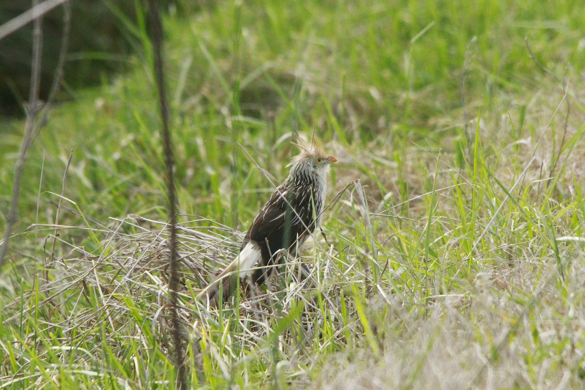 Guira Guguğu - ML647708558