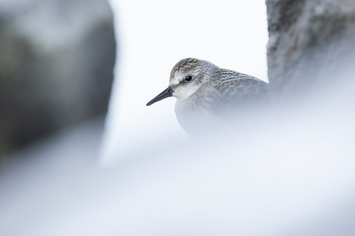 Semipalmated Sandpiper - ML647708570