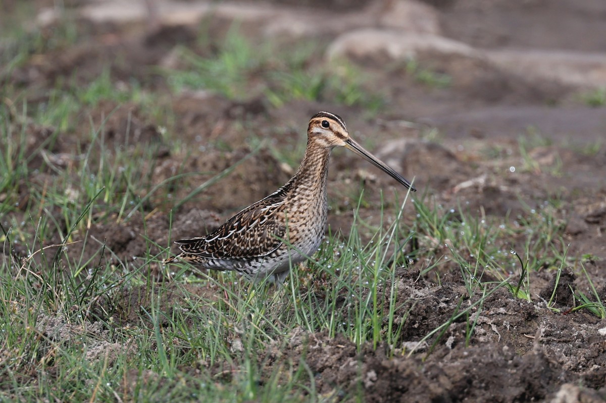 Istingor arrunta - ML647708587