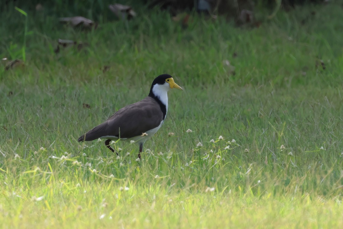 Masked Lapwing (Black-shouldered) - ML647708588
