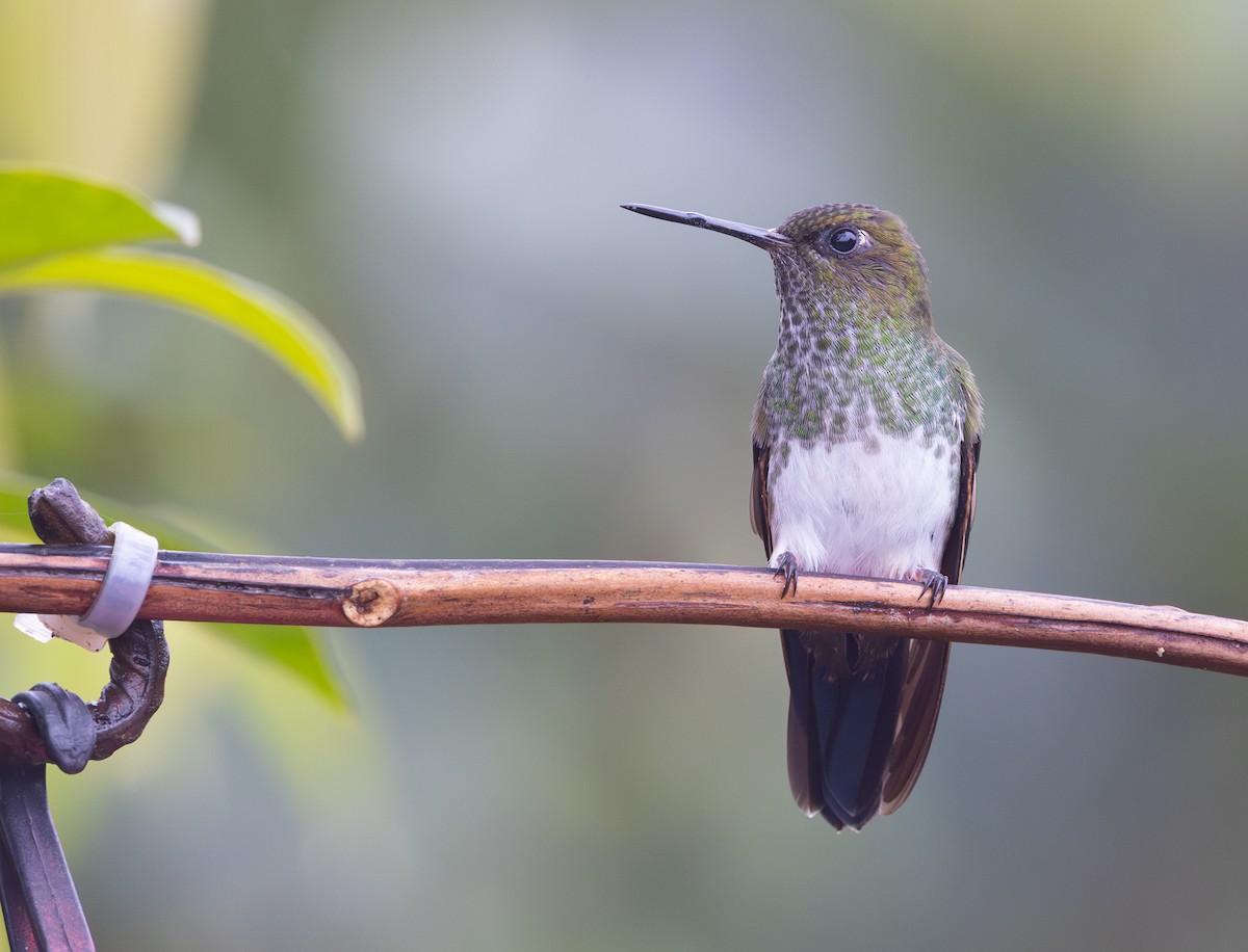 Greenish Puffleg - ML647708589