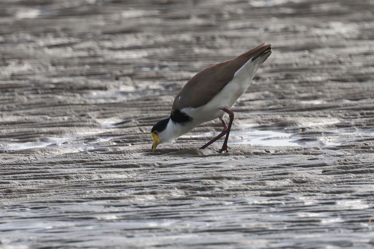 Masked Lapwing (Black-shouldered) - ML647708590