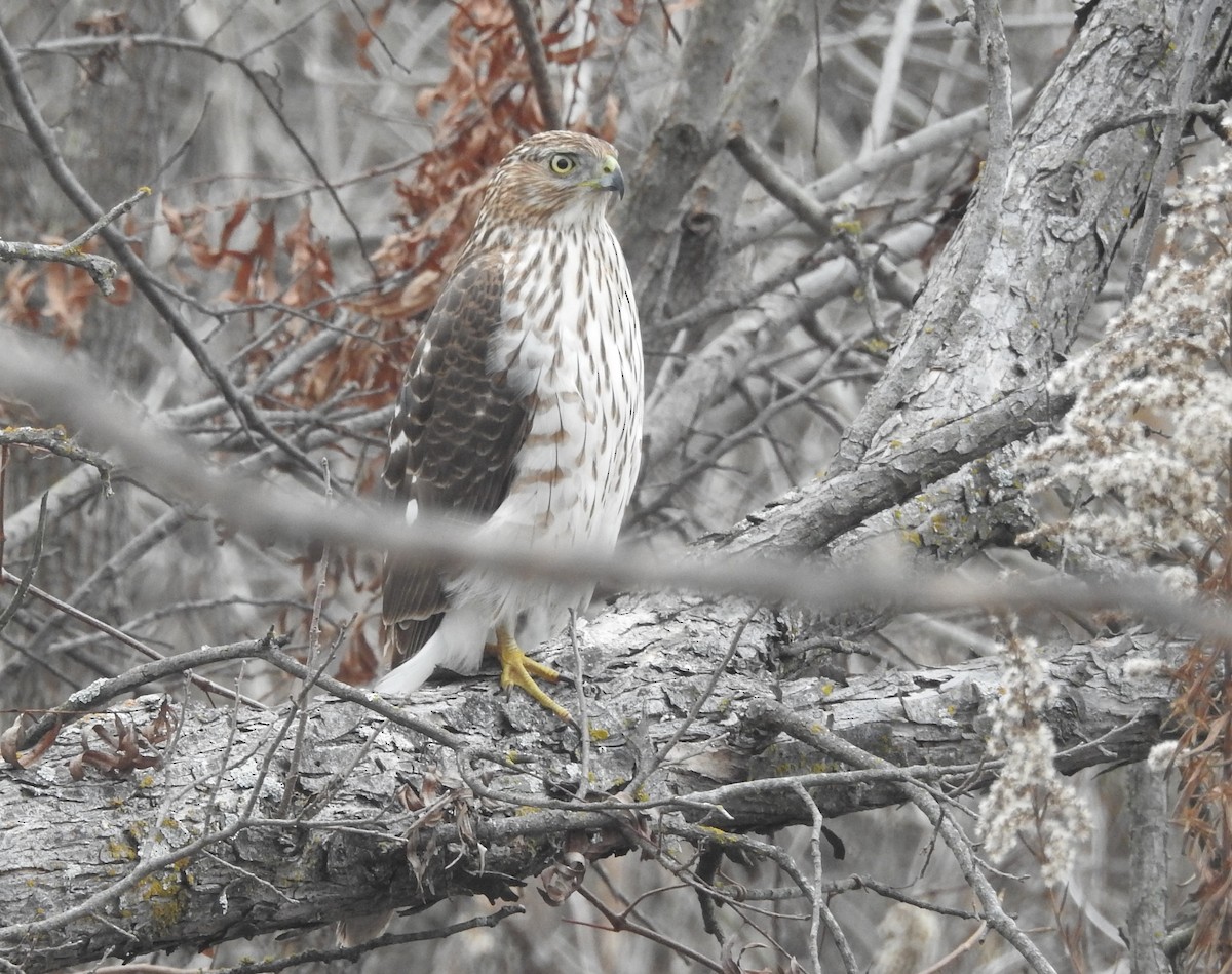 Cooper's Hawk - ML647708592