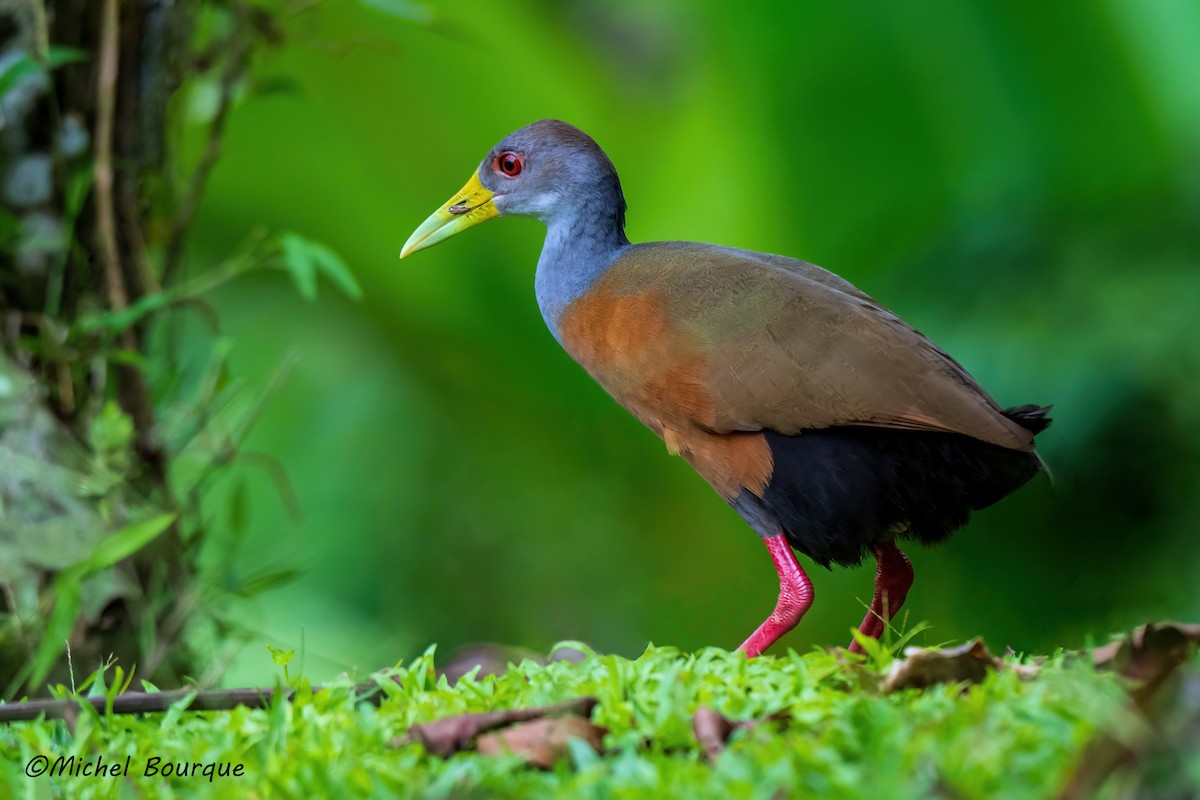 Gray-cowled Wood-Rail - ML647708594