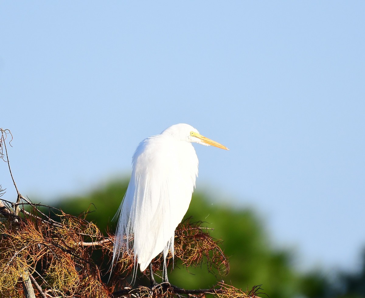 Koartza zuria - ML647708595