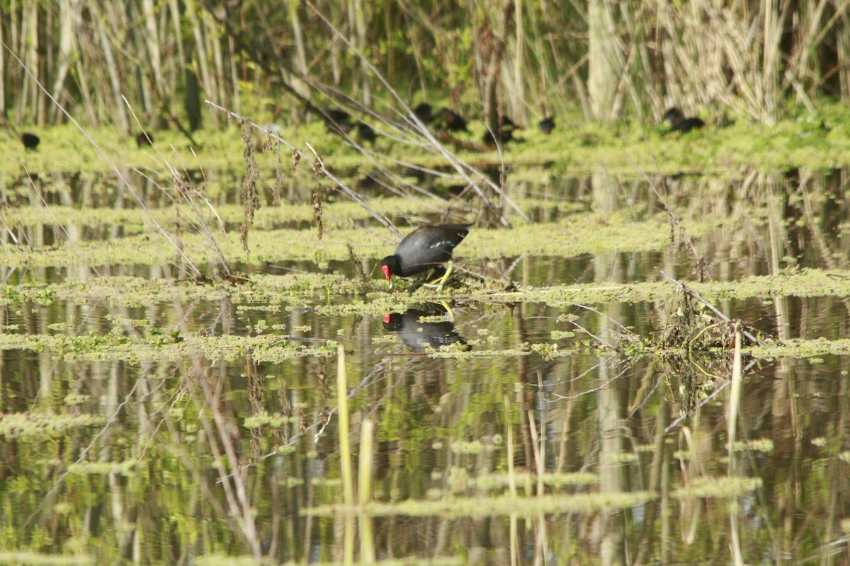 Uroilo amerikarra - ML647708596