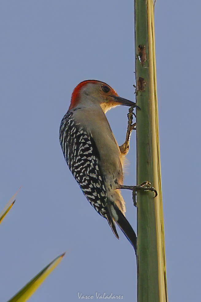 Red-bellied Woodpecker - ML647708597