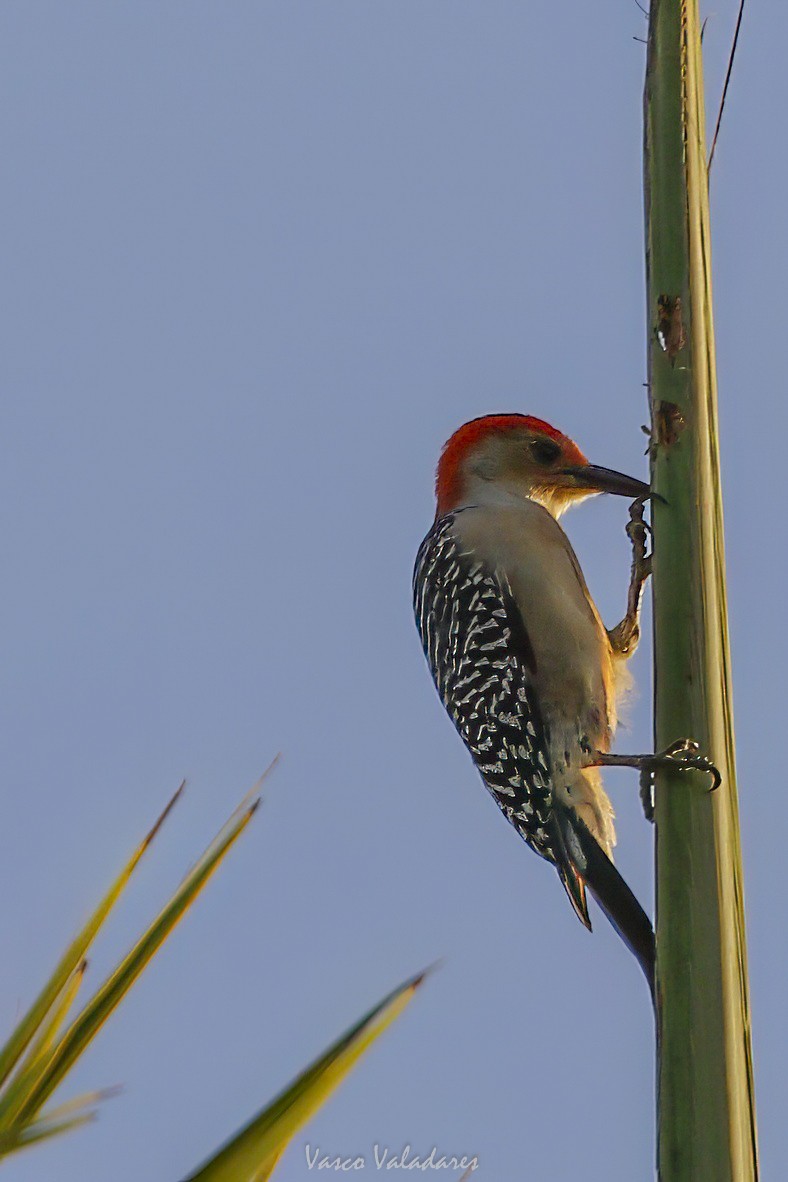 Red-bellied Woodpecker - ML647708598