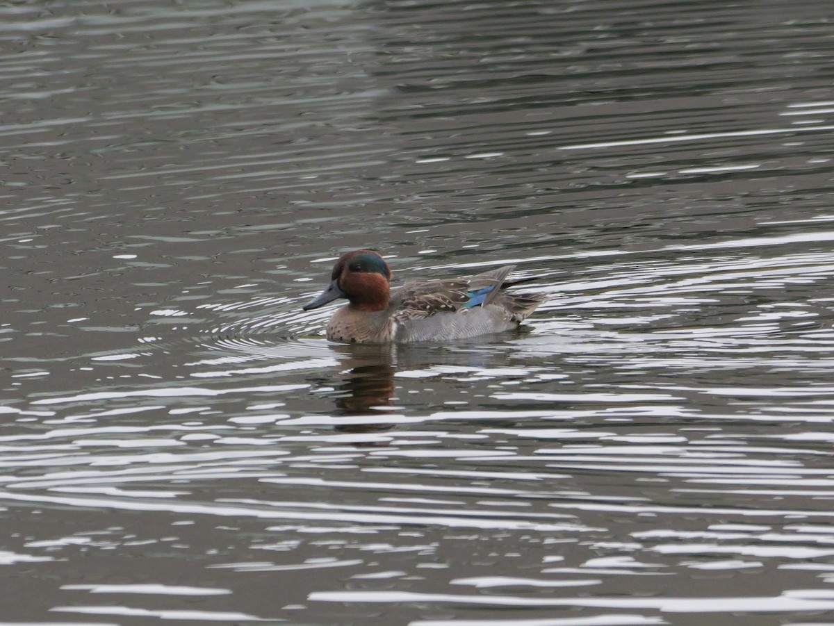 Zertzeta arrunta - ML647708599