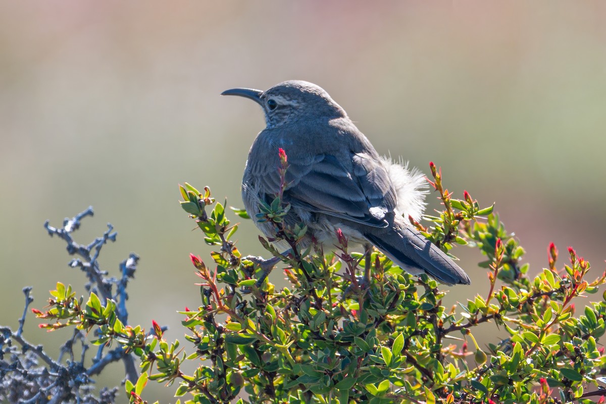 Scale-throated Earthcreeper - ML647708600