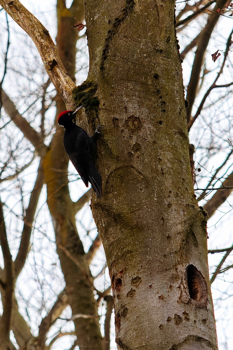 Okil beltza - ML647708601