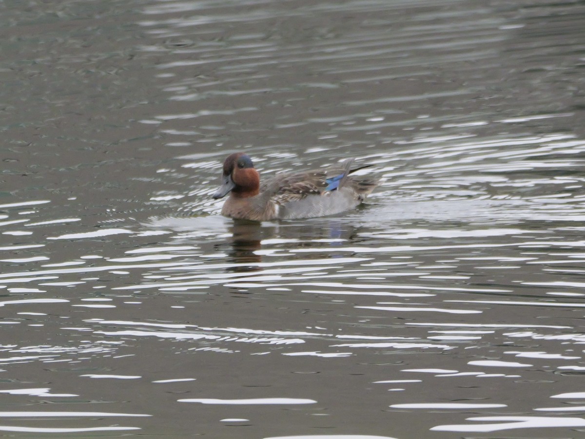 Zertzeta arrunta - ML647708602