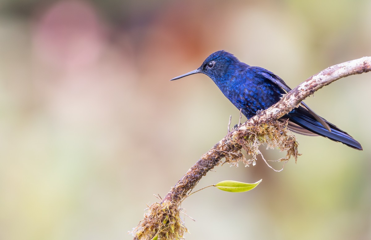 Royal Sunangel - ML647708603