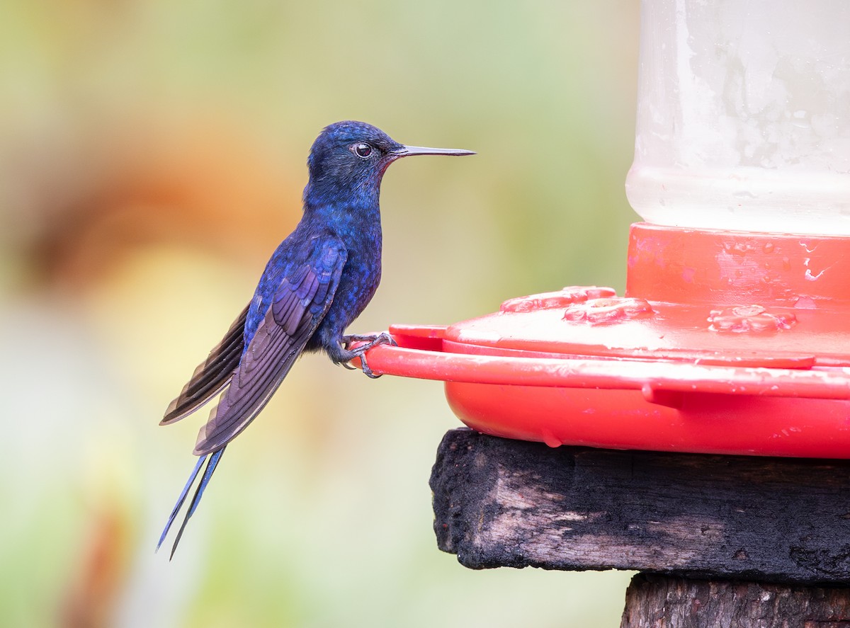 Royal Sunangel - ML647708604