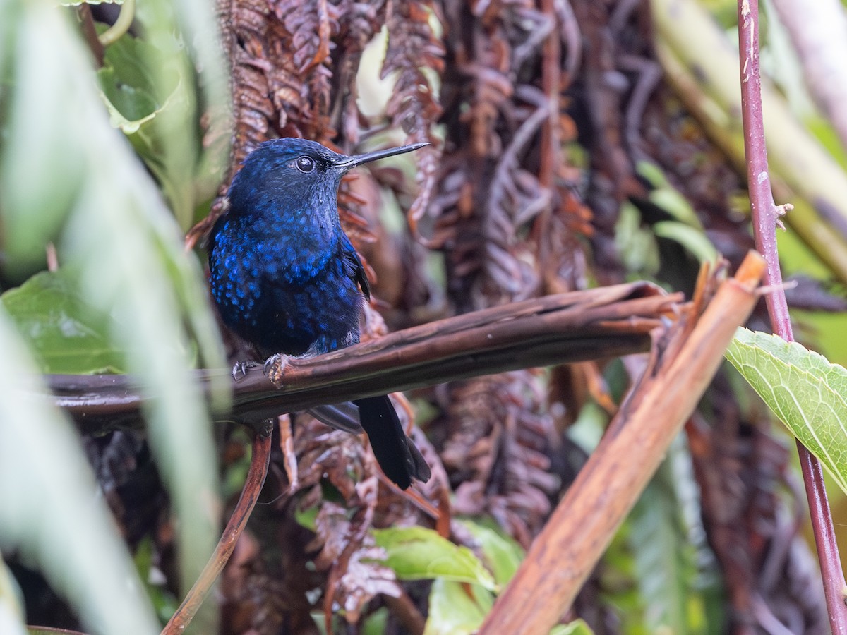 Royal Sunangel - ML647708605