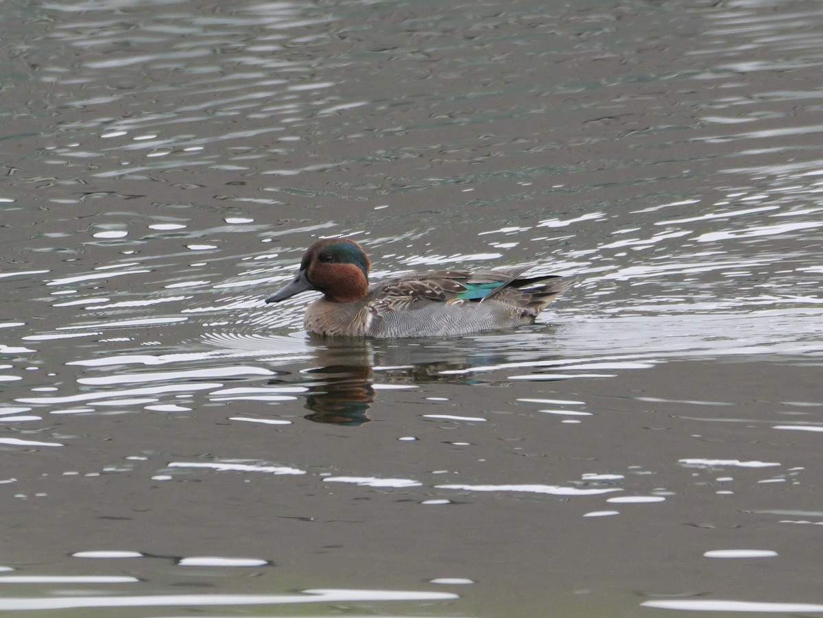 Zertzeta arrunta - ML647708606