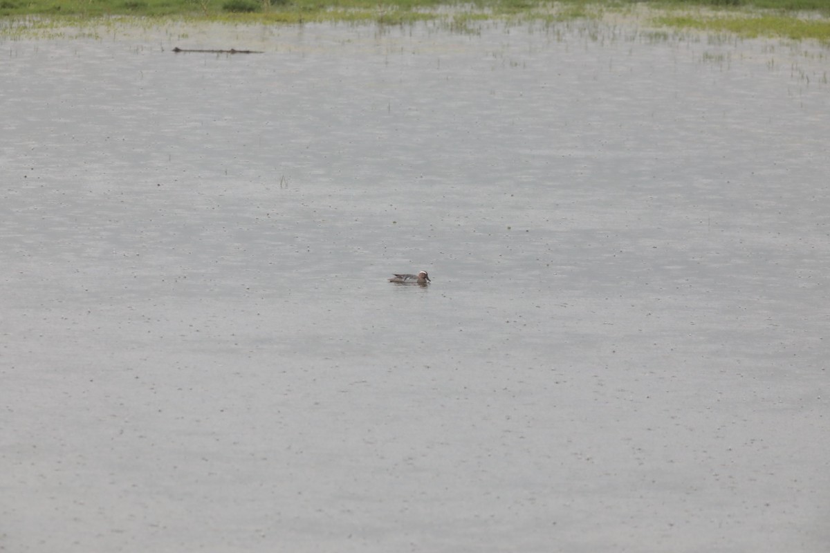 Udako zertzeta - ML647708608