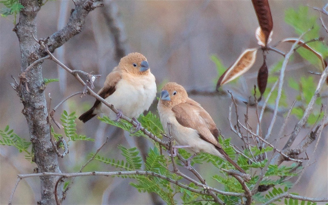 African Silverbill - ML647708609