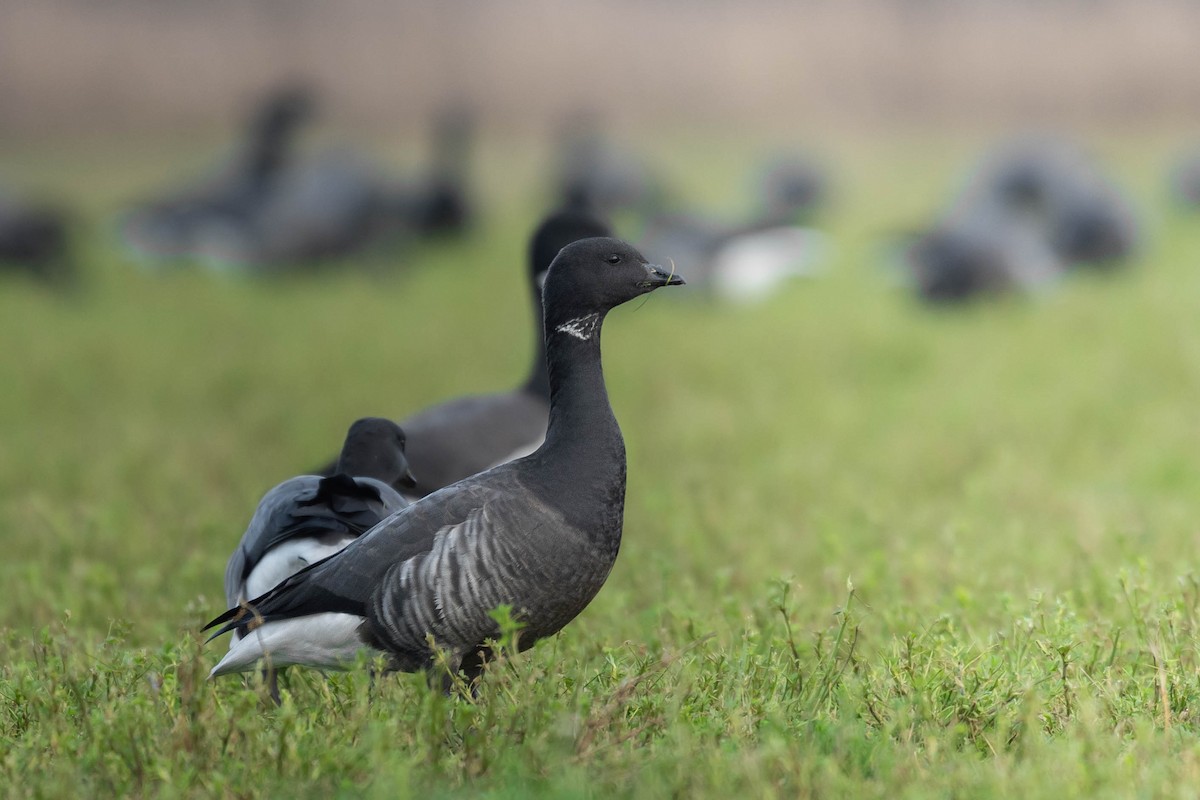 Branta musubeltza - ML647708610