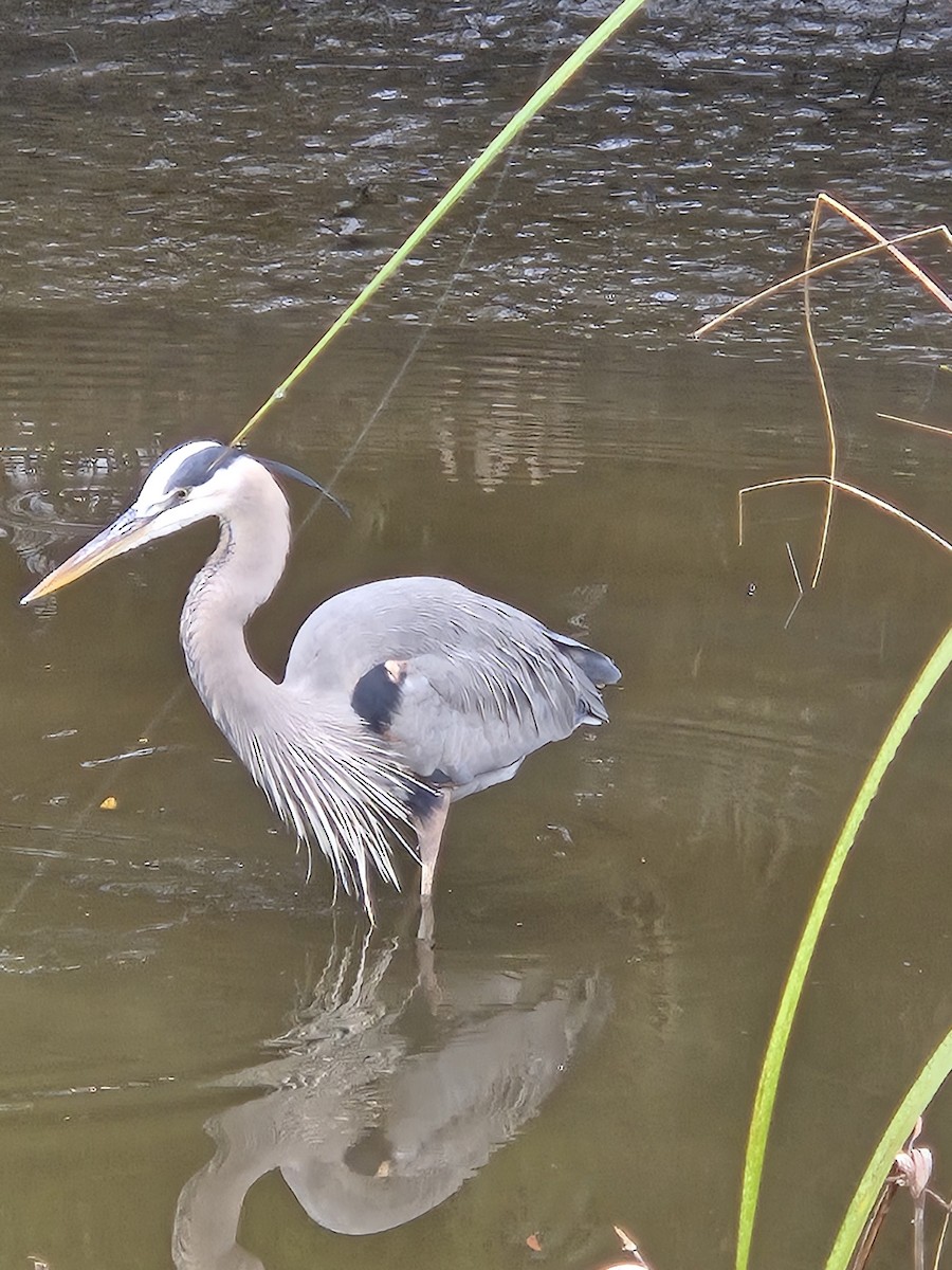 Koartza hauskara amerikarra - ML647708611