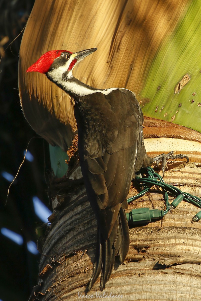Pileated Woodpecker - ML647708612