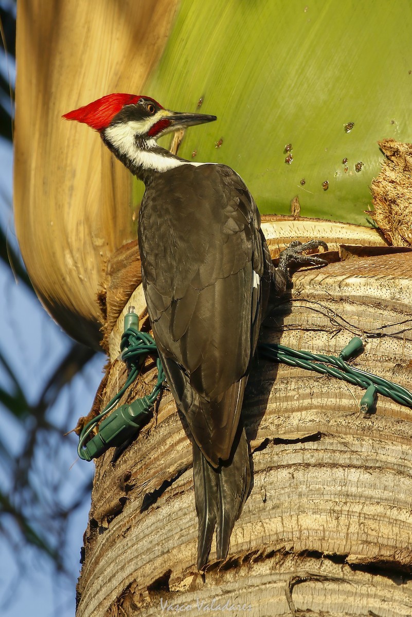 Pileated Woodpecker - ML647708613