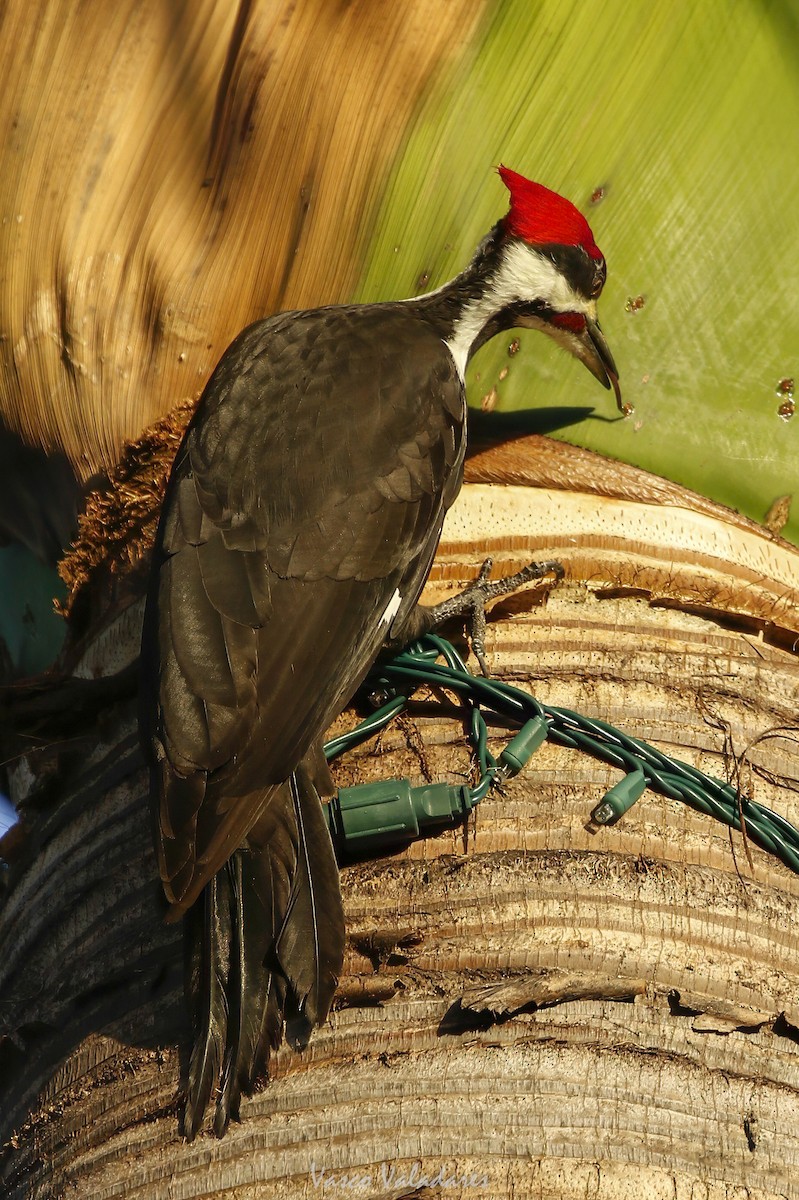 Pileated Woodpecker - ML647708614
