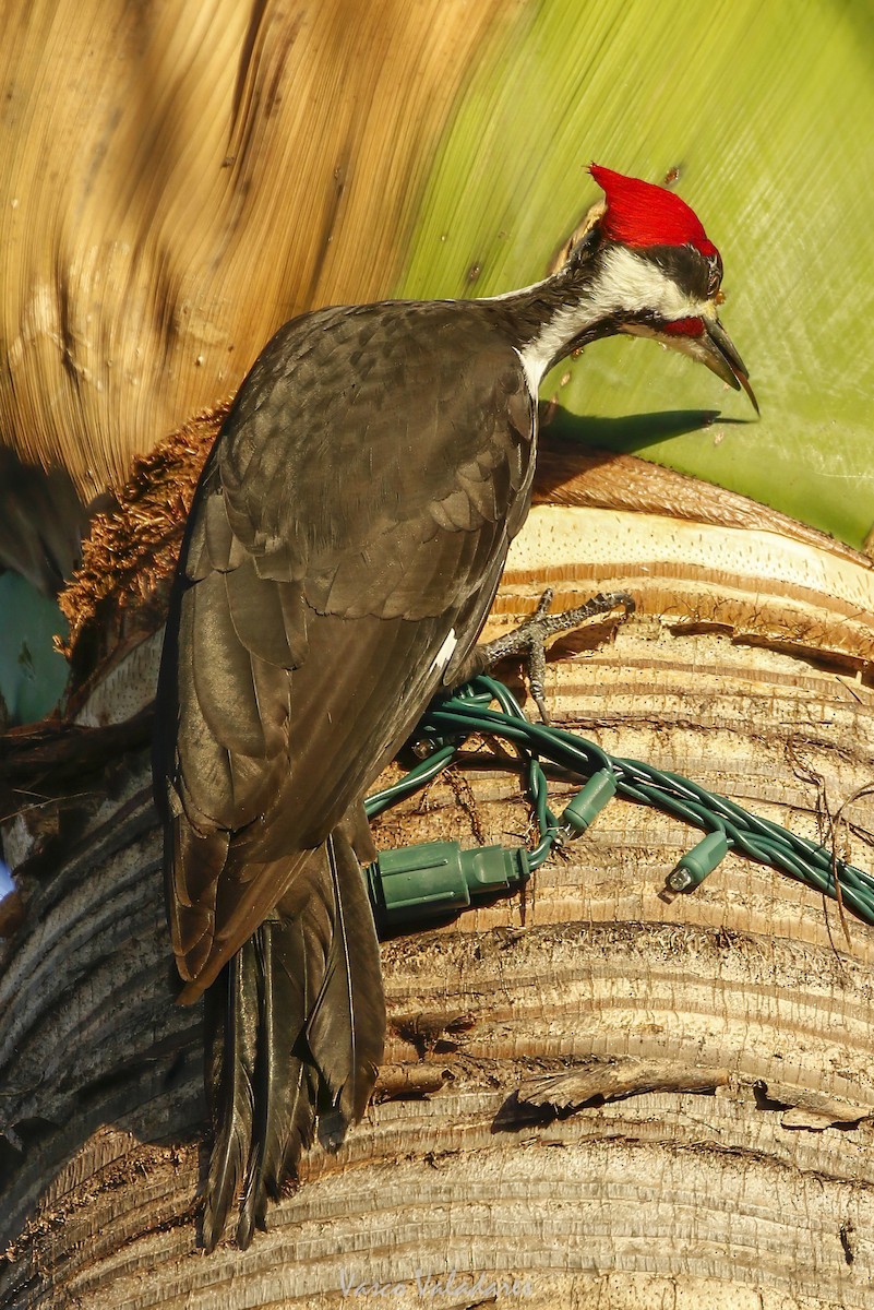 Pileated Woodpecker - ML647708615
