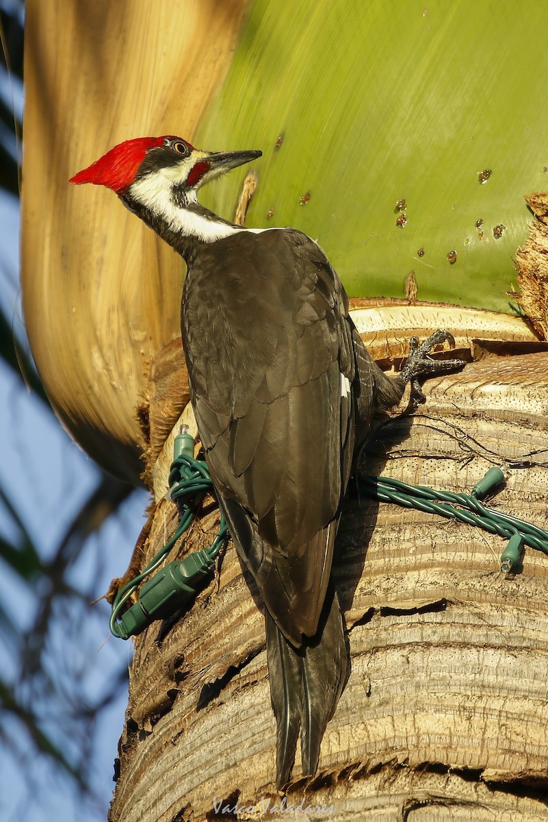 Pileated Woodpecker - ML647708616