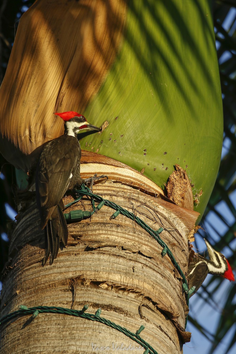 Pileated Woodpecker - ML647708617