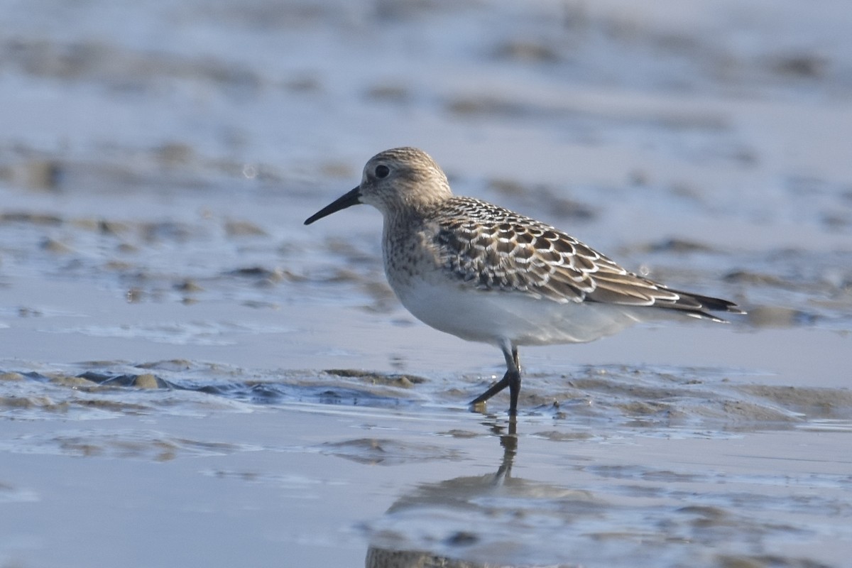 Baird txirria - ML647708618