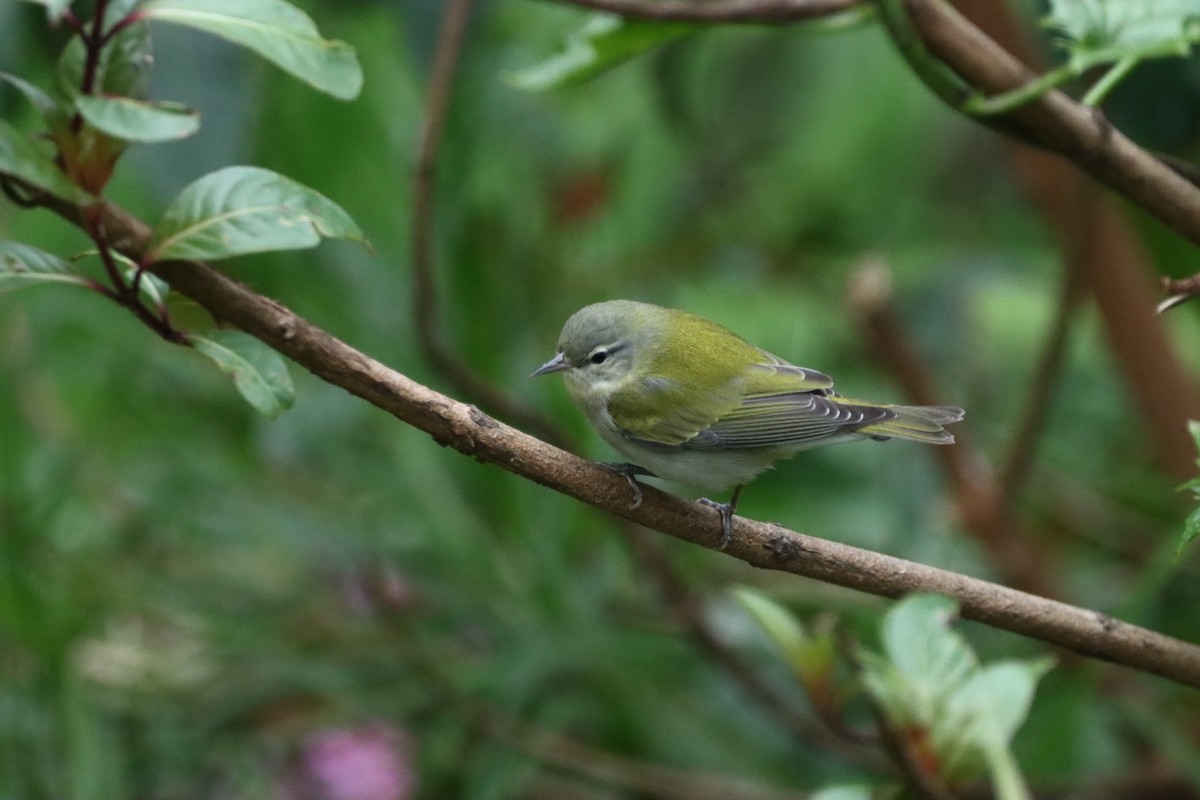 Tennessee Warbler - ML647708621