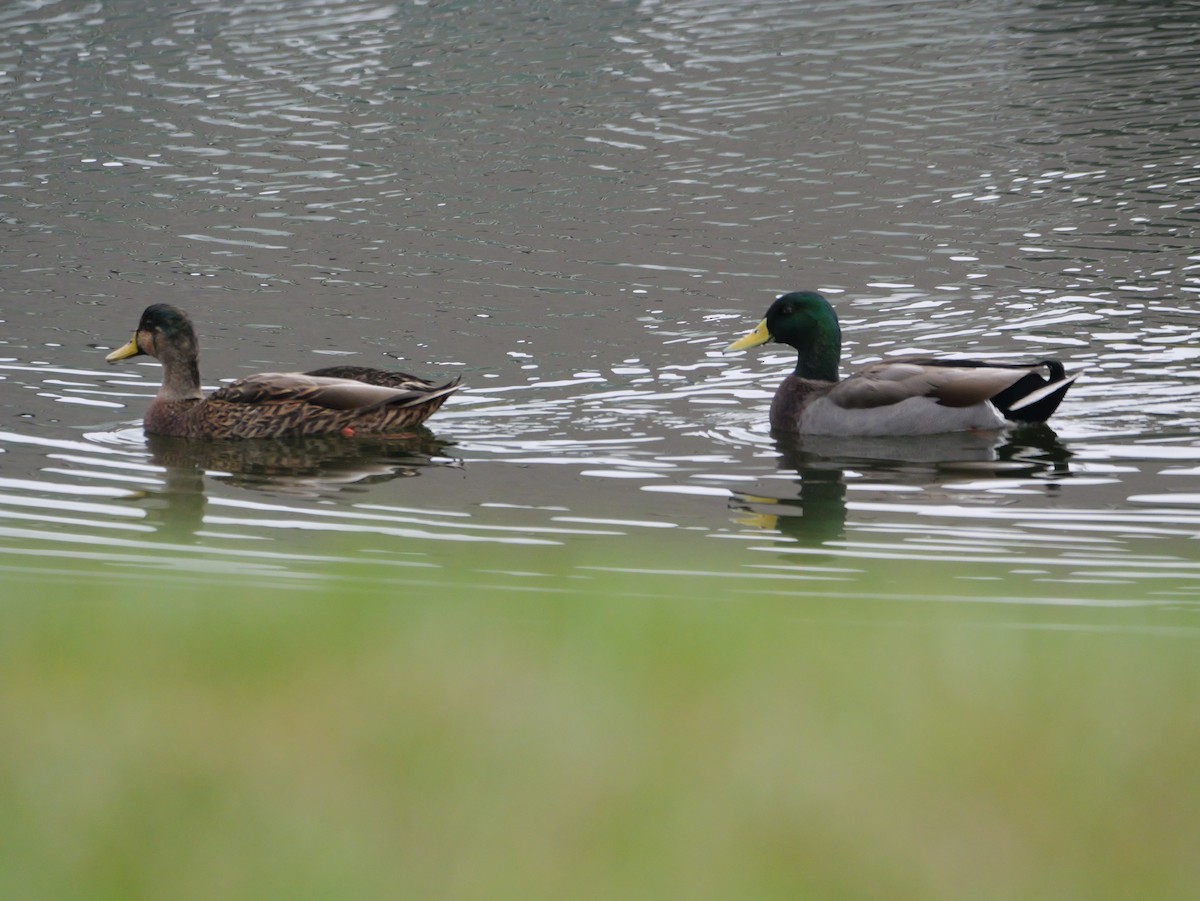 Basahatea - ML647708622