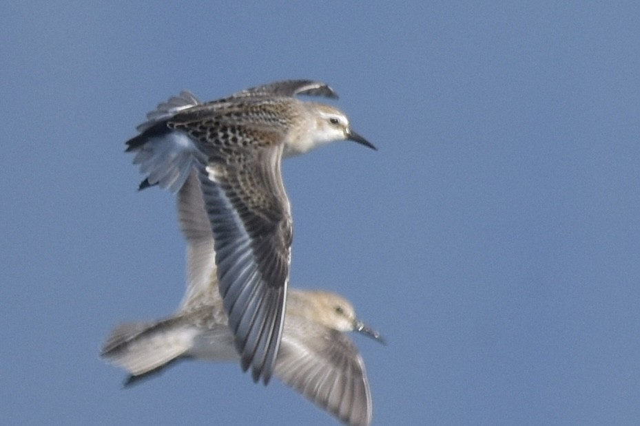 Semipalmated Sandpiper - ML647708631