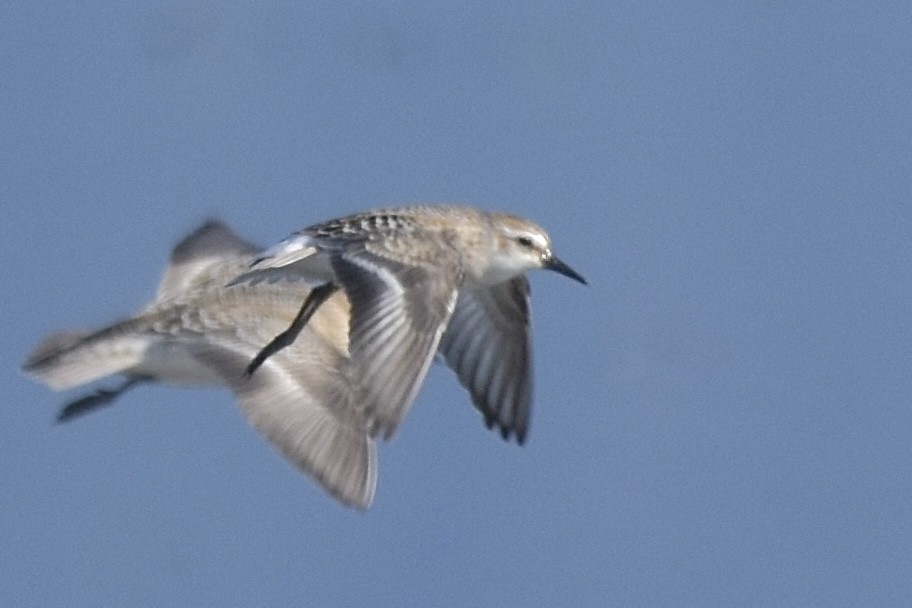 Semipalmated Sandpiper - ML647708632