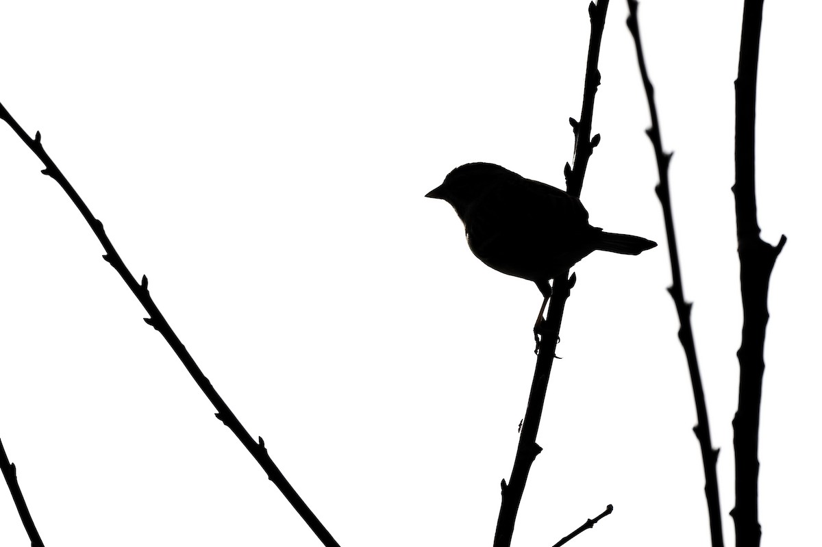 Chipping Sparrow - ML647708639